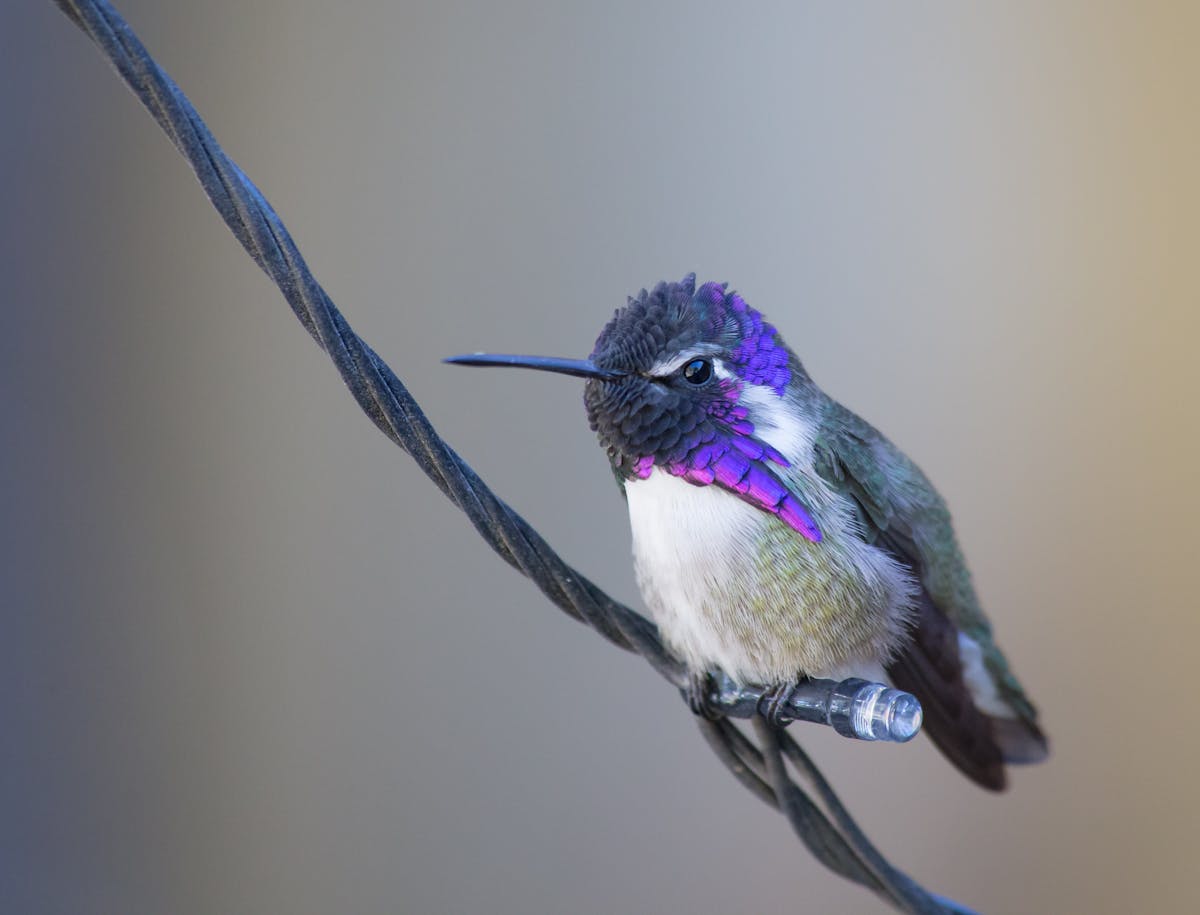 HummingBirds of Florida 